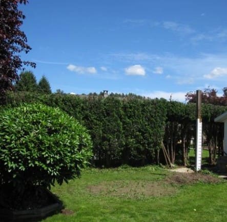 After tree reduction - Ecclesall, Sheffield
