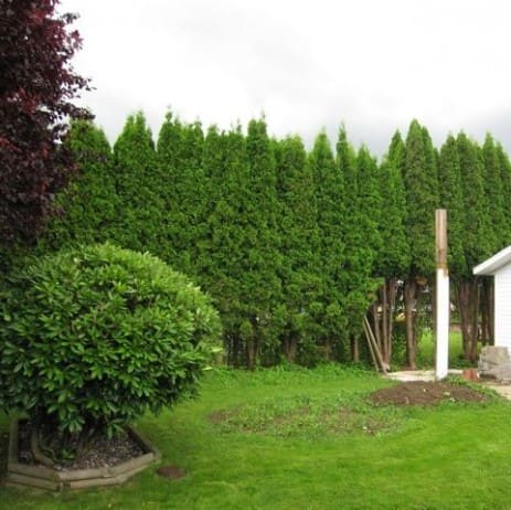 Before tree reduction - Ecclesall, Sheffield