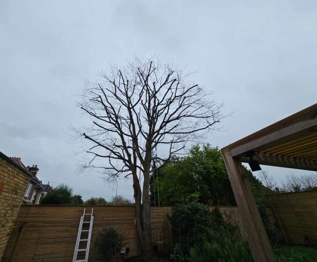 After crown reduction - Totley, Sheffield
