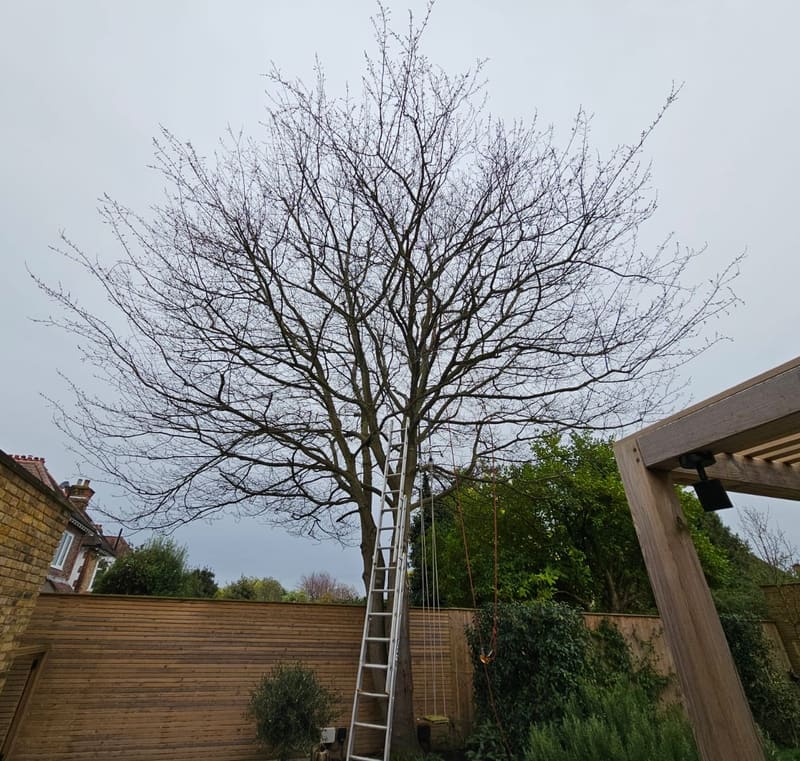 Before crown reduction - Totley, Sheffield