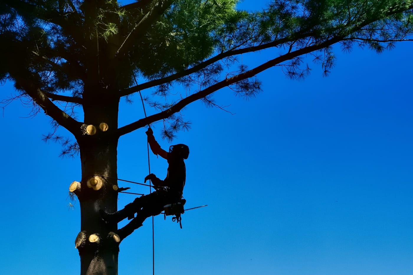 Tree surgery services in Sheffield
