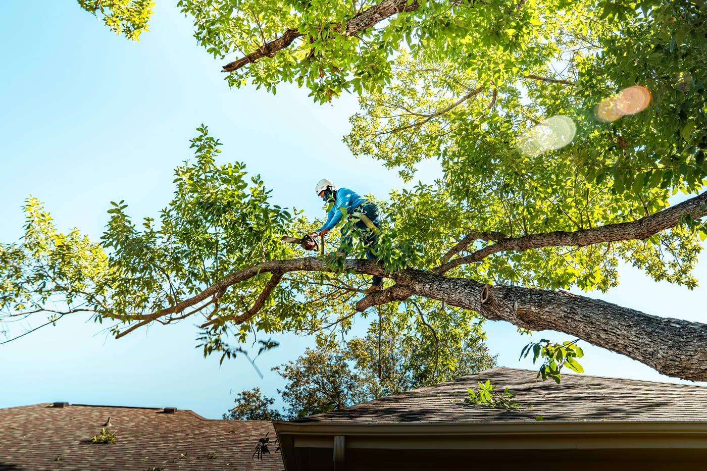 Tree surgery Sheffield