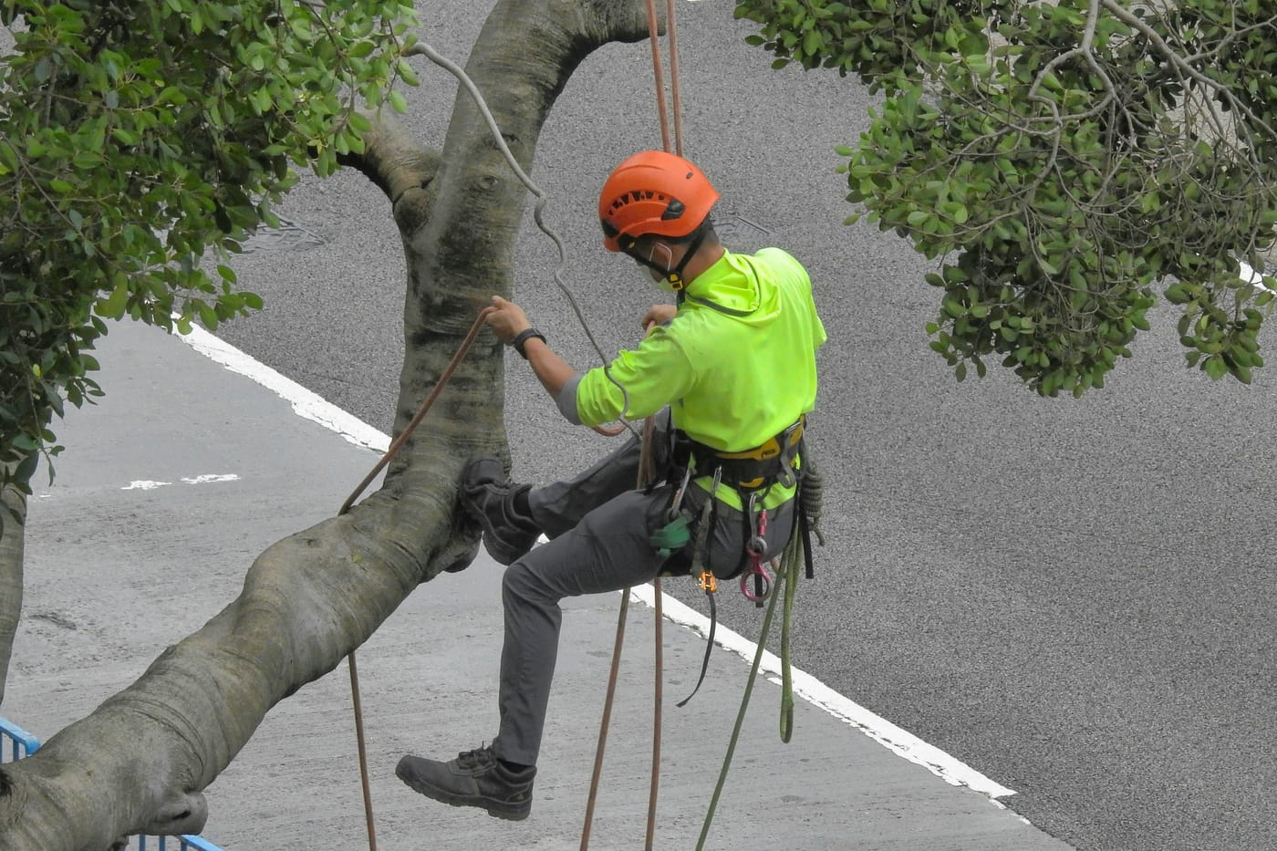 Professional tree surgeon working in Sheffield