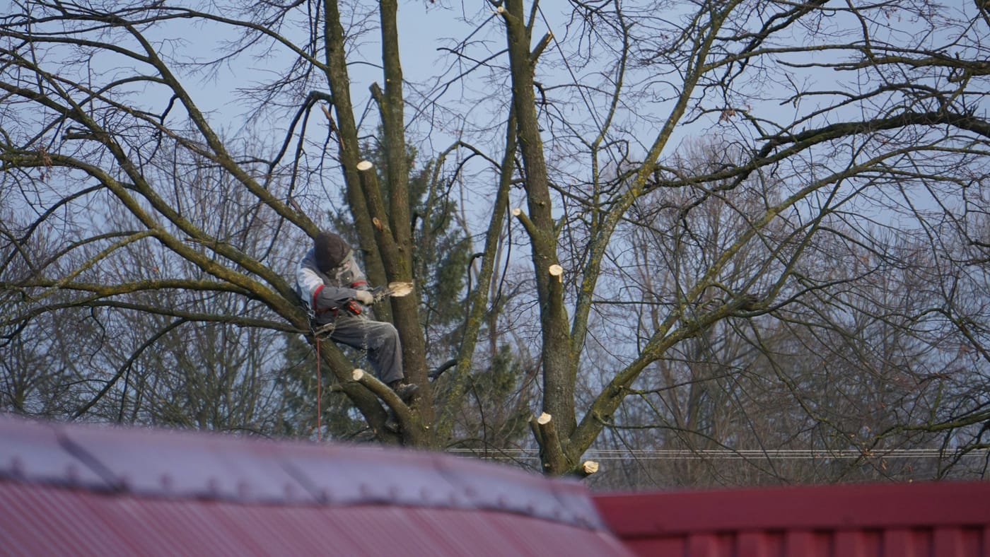 Tree Surgeon Sheffield team