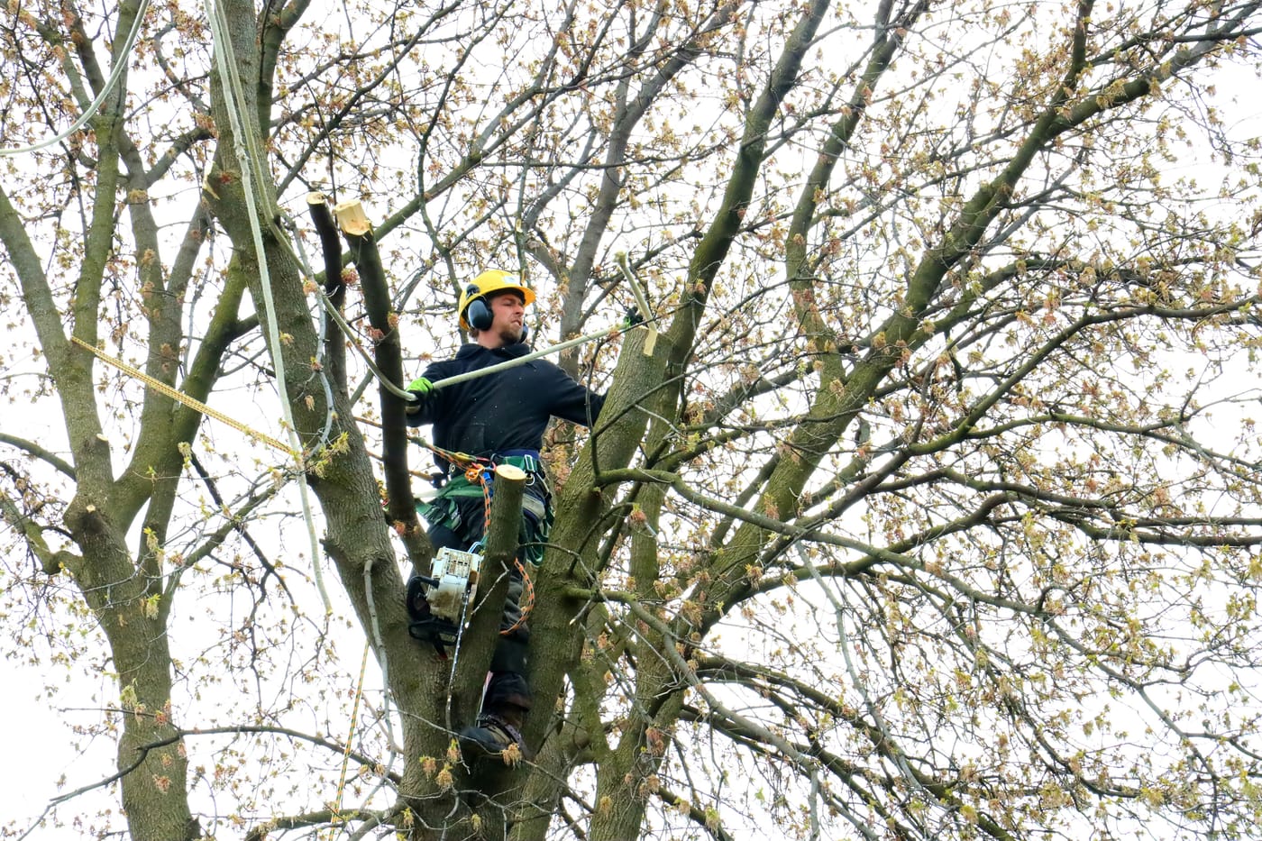 Tree surgery cost guide Sheffield