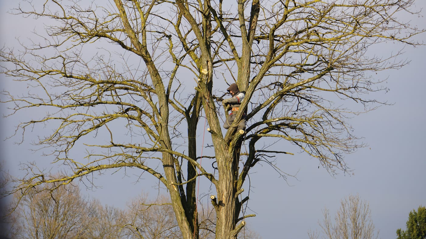 Tree surgeon working in Sheffield