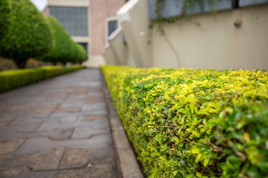 Hedge trimming in Sheffield