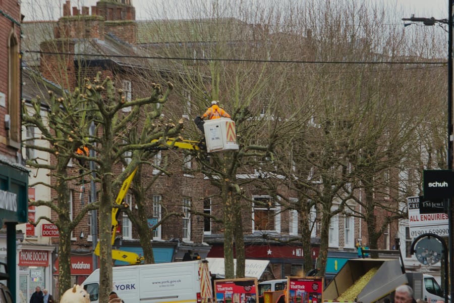 Pollarding in Sheffield