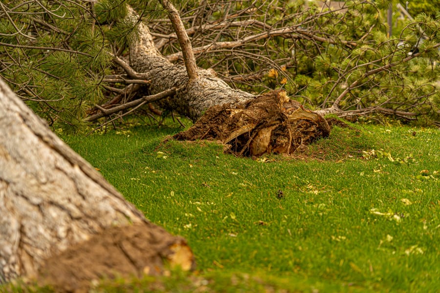 Storm damage tree emergency Sheffield