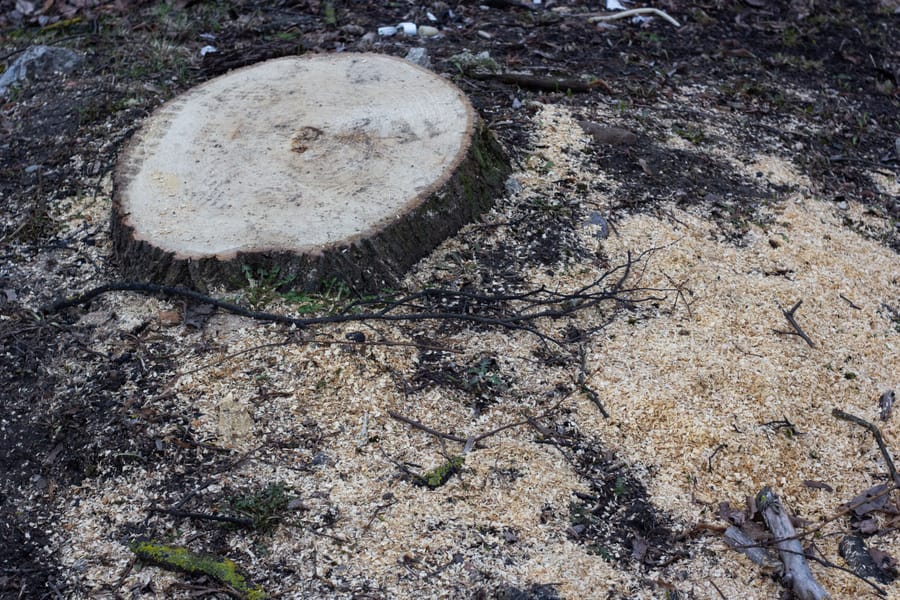 Stump grinding in Sheffield