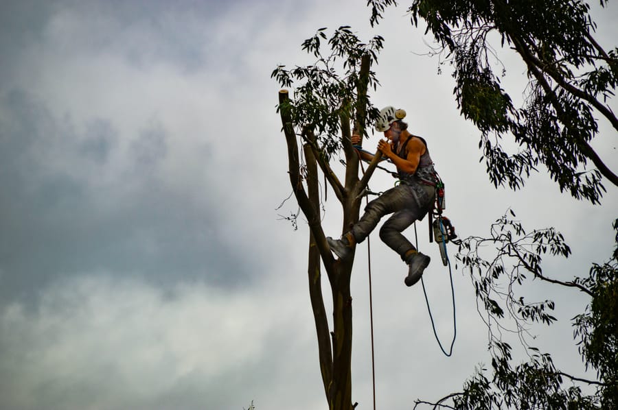 Tree felling Sheffield